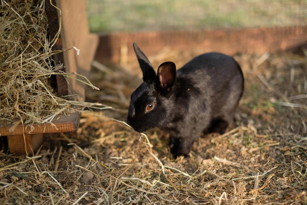 Capodimonte House | Agriturismo Bisenzio
