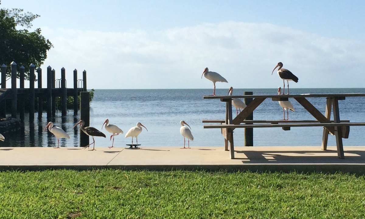 Cudjoe Key Cottage | Charming cottages, dockage, pool, just minutes to Key West