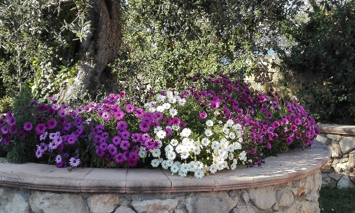 Montelibretti Apartment | Ciliegi in fiore tourist accommodation (view of the Tiber valley) near Rome