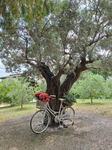 Tollo House | COLLINA FIORITA