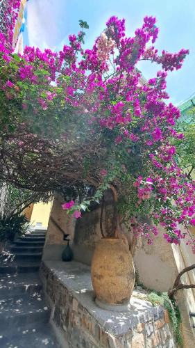 Torrazza House | La Casa della Bouganvillea - Affitti Brevi Italia
