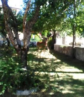 Villetta Barrea House | Appartamenti De Sanctis