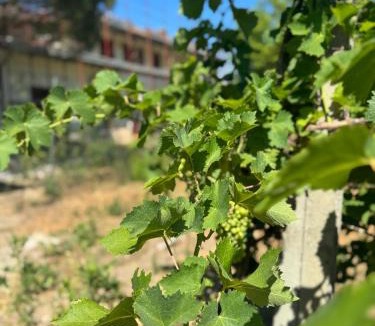Lido di Pomposa Bed & Breakfast | B&B La Vigna dei Fratelli