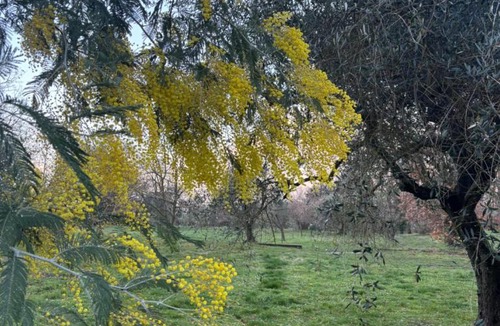 Soriano nel Cimino Bed & Breakfast | B&B Notti di stelle