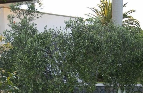 Porto Azzurro Apartment | Bouganvillae studio