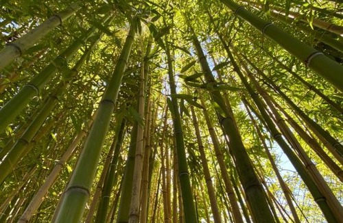 Viterbo House | Casa Vacanze Il Bamboo