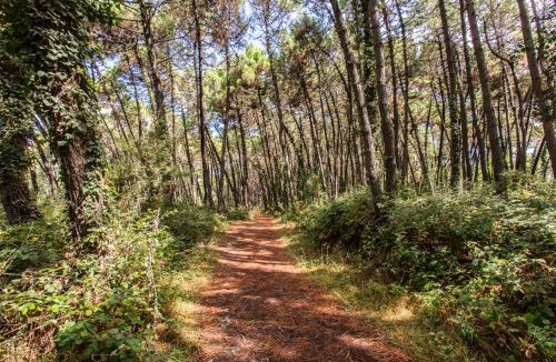 Marina Romea Other | Club del Sole Marina Romea Easy Camping Village