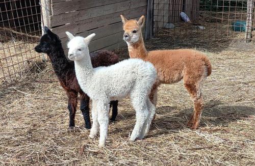 Pieve di Chio Apartment | Il Castellare con alpaca