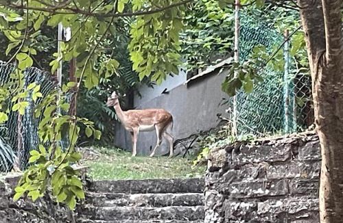 Corniolo Bed & Breakfast | L'Antica Locanda da Gigino