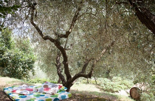 Massa Martana Villa | L'ulivo secolare, Exclusive and pacefull Property in Umbria Massa Martana