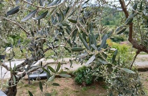 Ricco del Golfo Apartment | La Collina casa vicina alle Cinque Terre