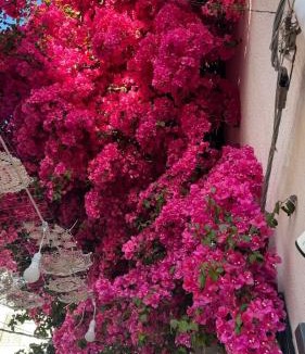 Corbetta Apartment | Le bougainvillea 2
