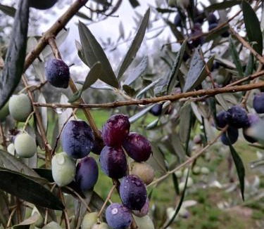 Collemancio Bed & Breakfast | Poggio La Grognola