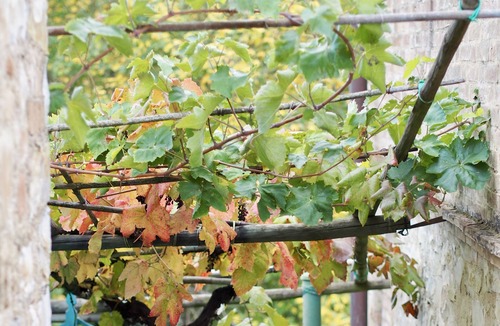 Montalcino Other | Private apartment for 4 people amongst the Montalcino vineyards