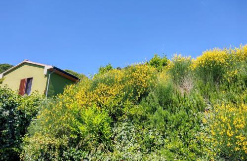 Montescudaio Apartment | The Green House 5
