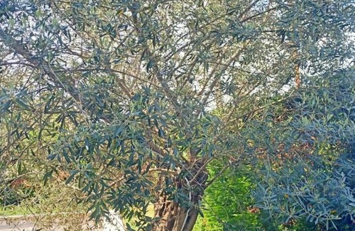 Crecchio House | Villa Antonina