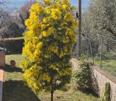Assisi Bed & Breakfast | Villa Bigio