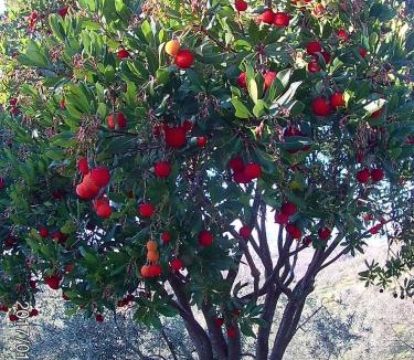 Spoleto Apartment | Villa Milù