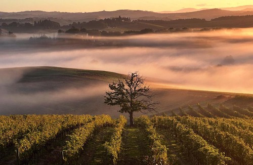 Montalcino House | Wine Resort Colsereno
