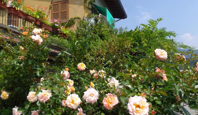 Il Giuggiolo
