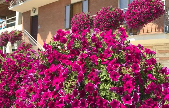 La Signora Dei Fiori