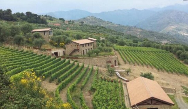 Stone cottages among olive groves in Liguria