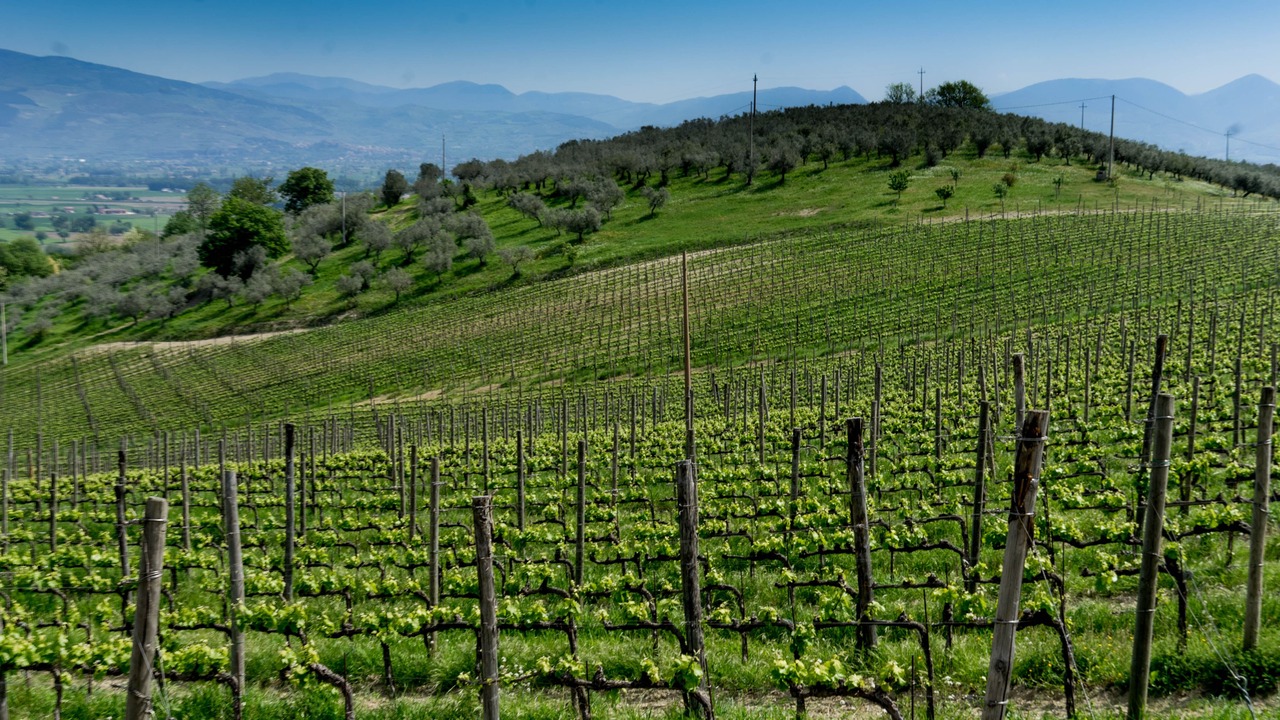Photo of Outdoor in Torre del Colle