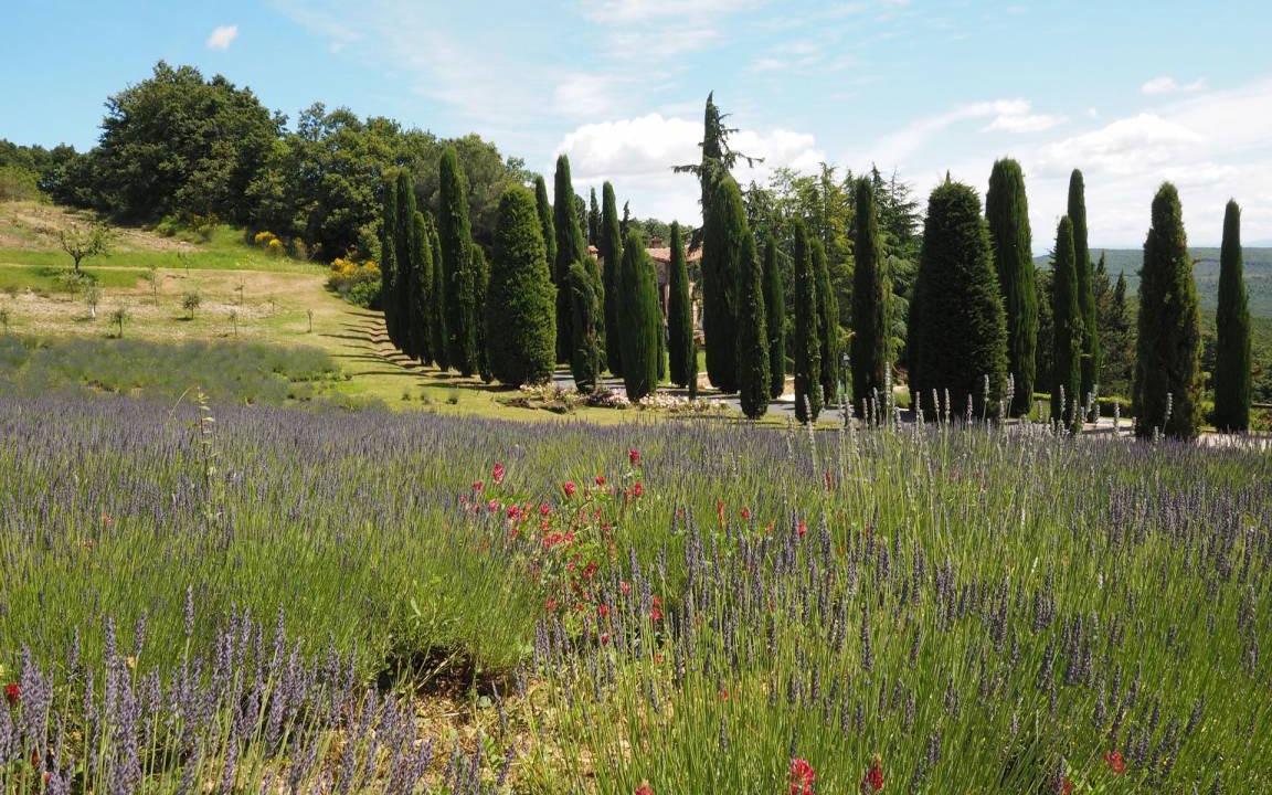 Photo of Others in San Gimignano