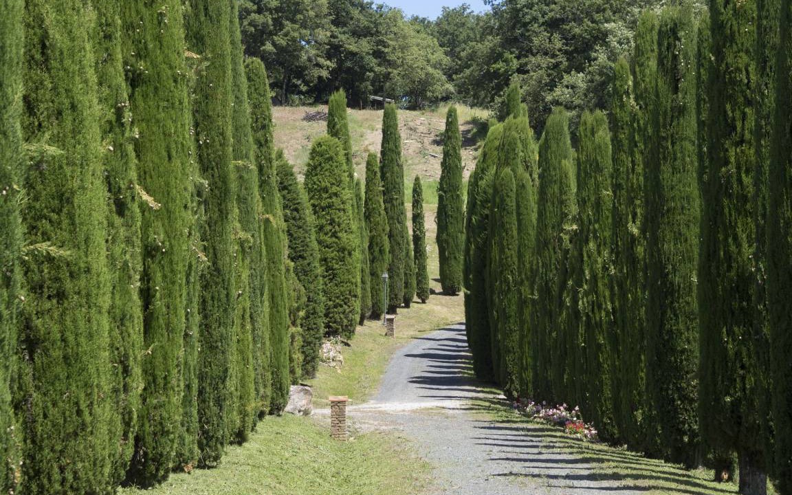 Photo of Others in San Gimignano