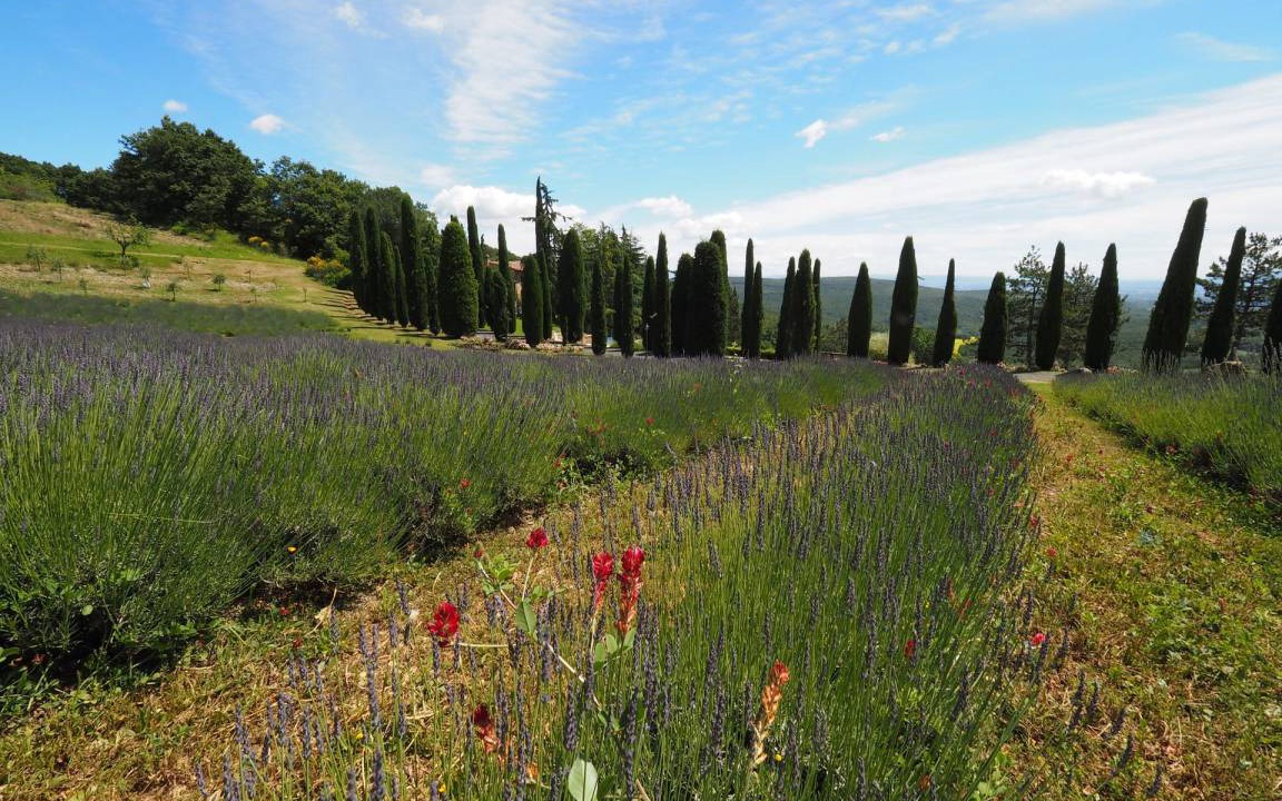 Photo of Outdoor in San Gimignano