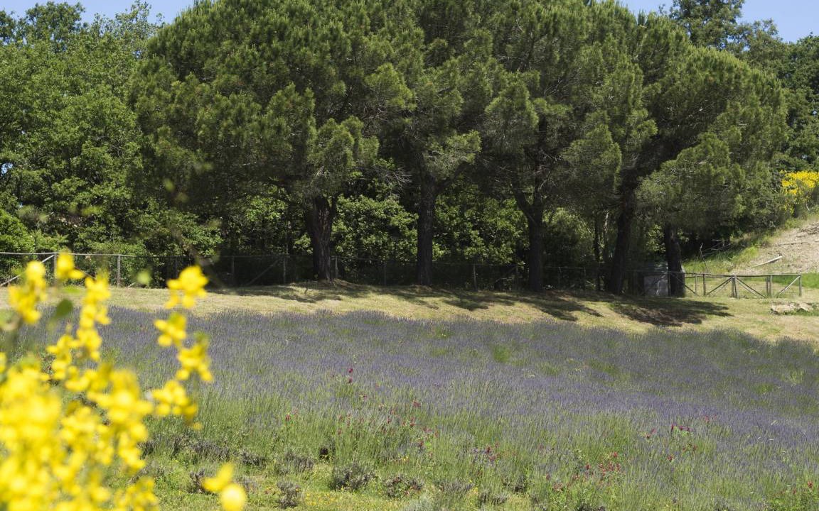 Photo of Outdoor in San Gimignano