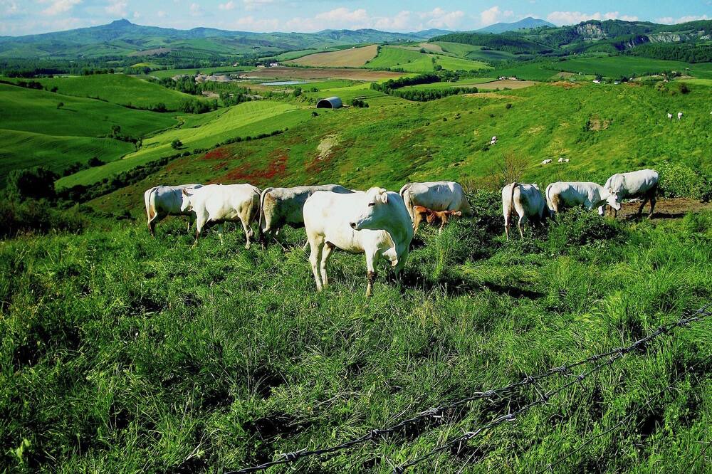 Photo of Outdoor in Proceno