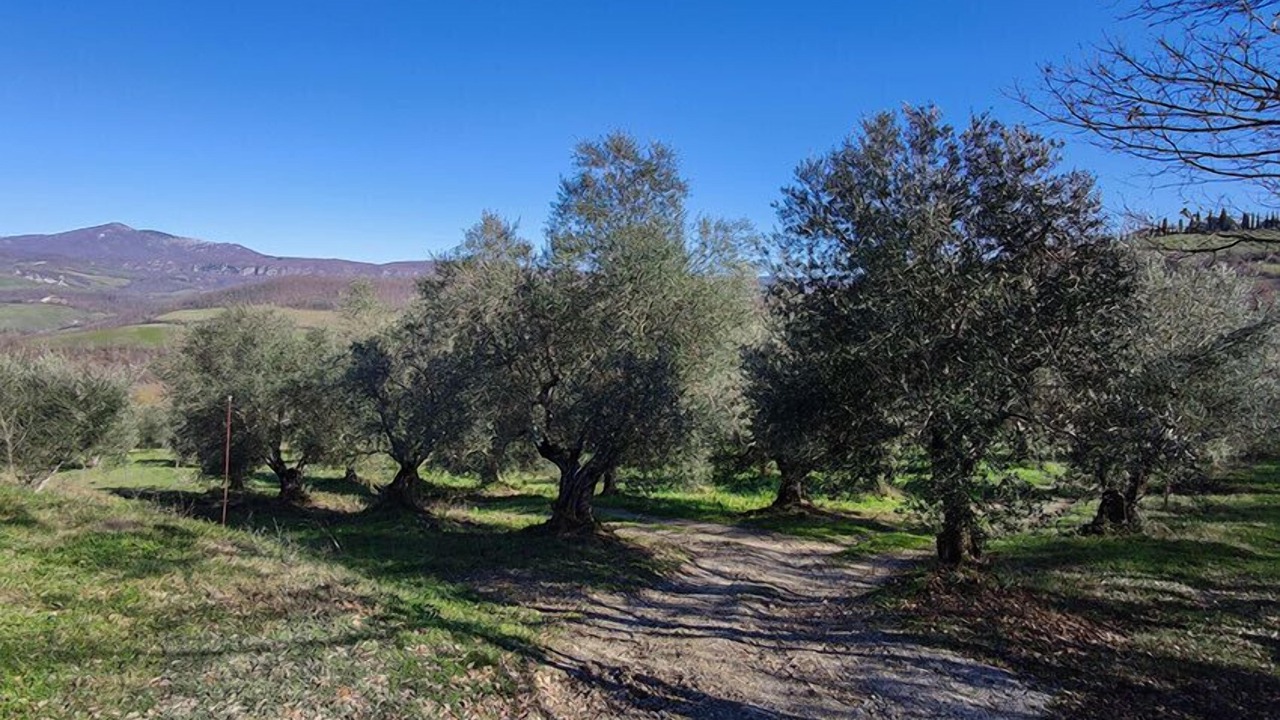 Photo of Outdoor in Il Poggio