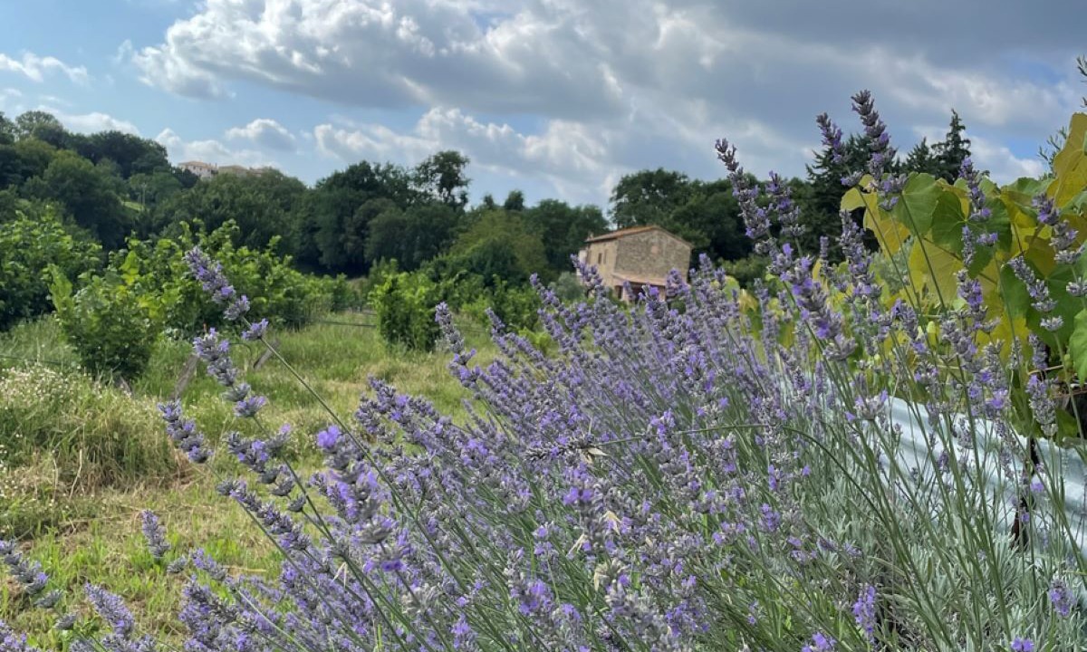 Photo of Outdoor in Schifanoia