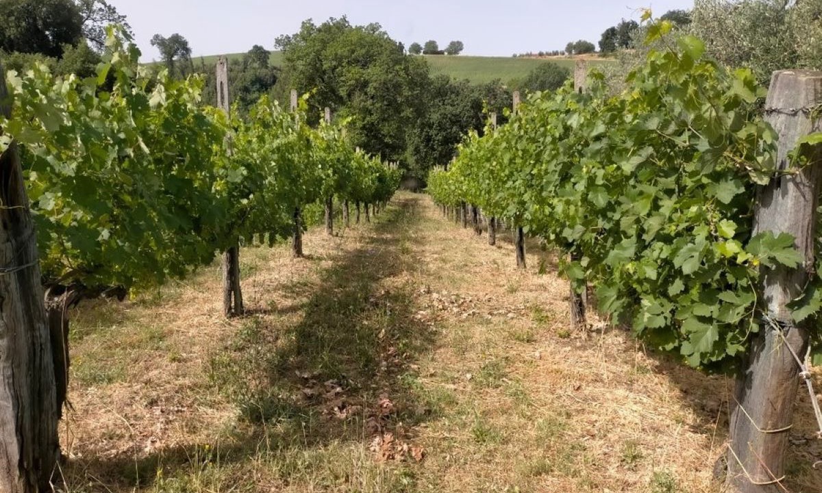 Photo of Outdoor in Schifanoia
