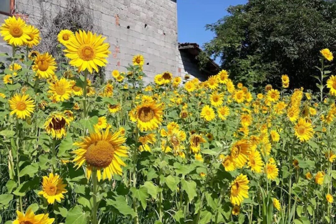Photo of Outdoor in Vitoio