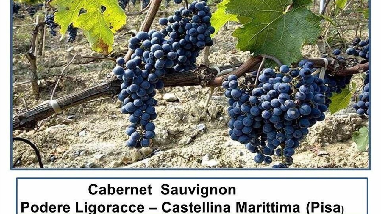 Photo of Others in Castellina Marittima