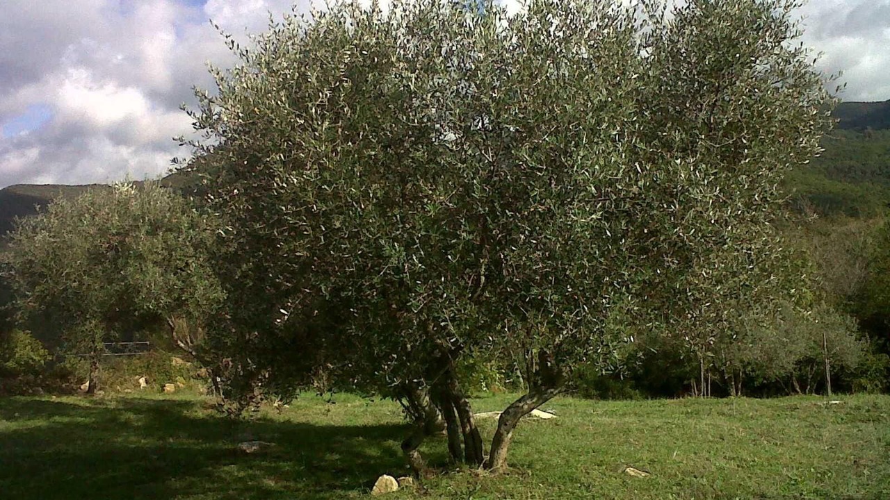 Photo of Outdoor in Castellina Marittima
