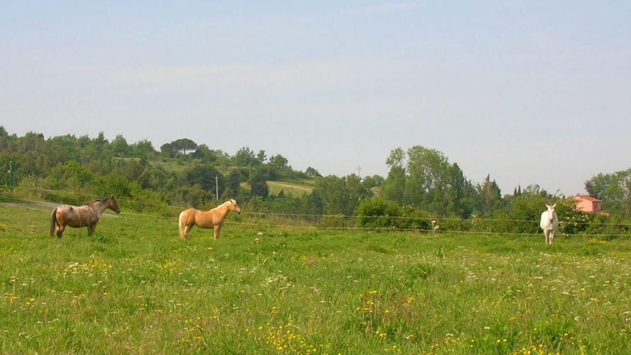 Photo of Others in Castellina Marittima