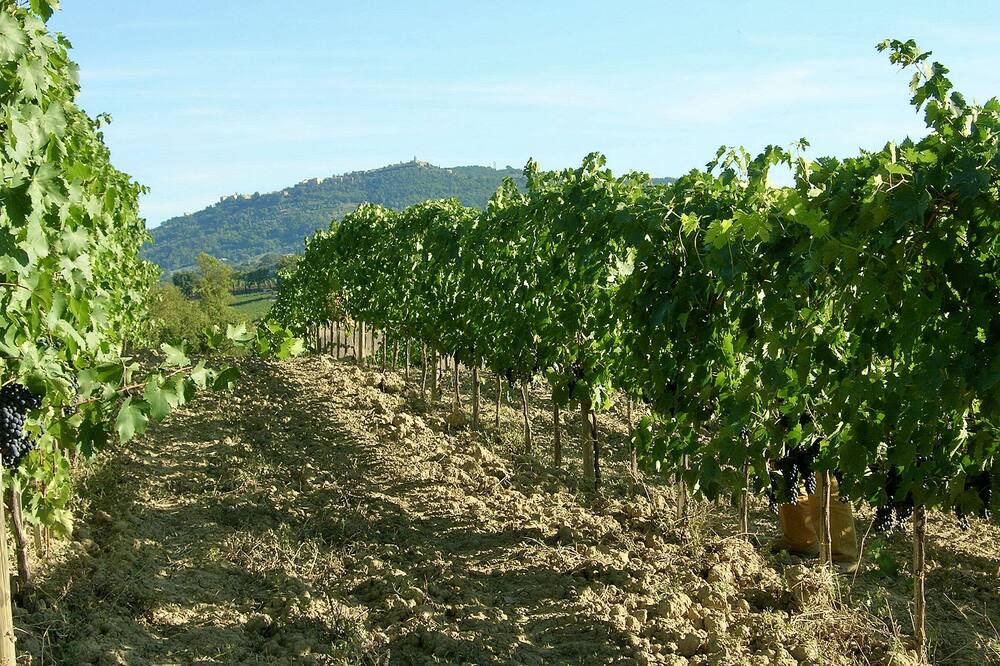 Photo of Outdoor in Montalcino