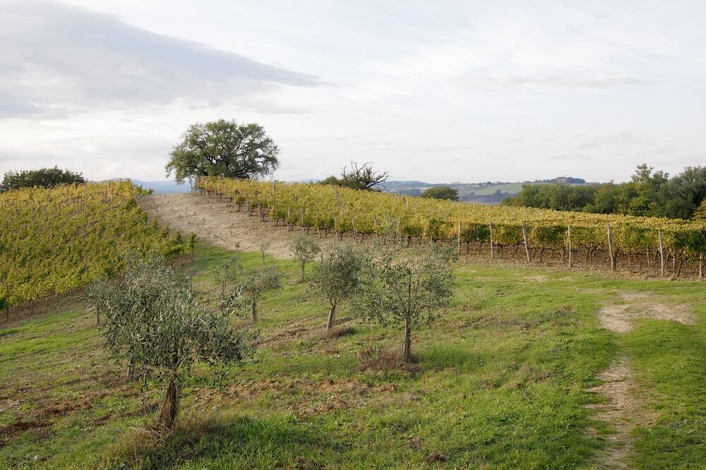 Photo of Outdoor in Montalcino