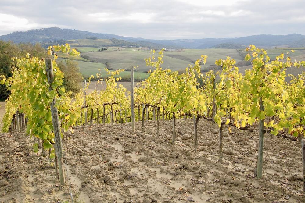 Photo of Others in Montalcino