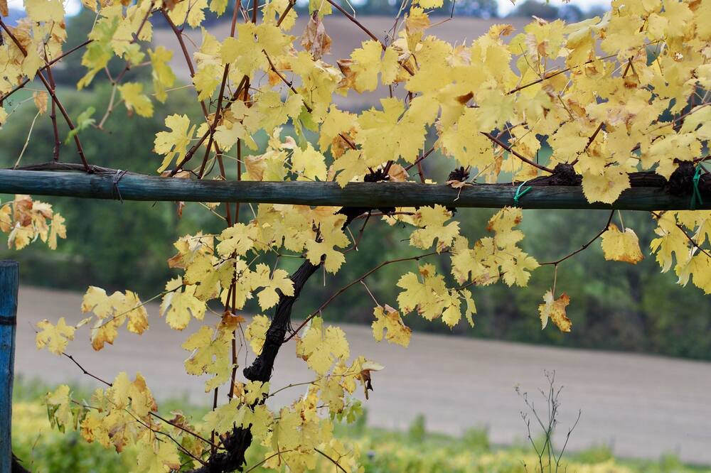 Photo of Outdoor in Montalcino