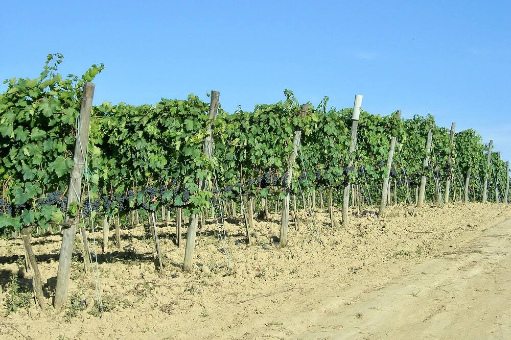 Photo of Outdoor in Montalcino