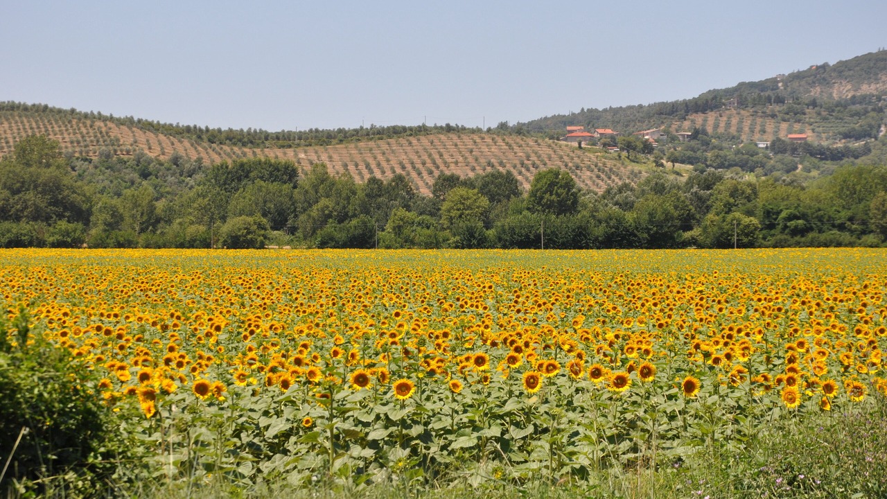 Photo of Outdoor in Umbertide