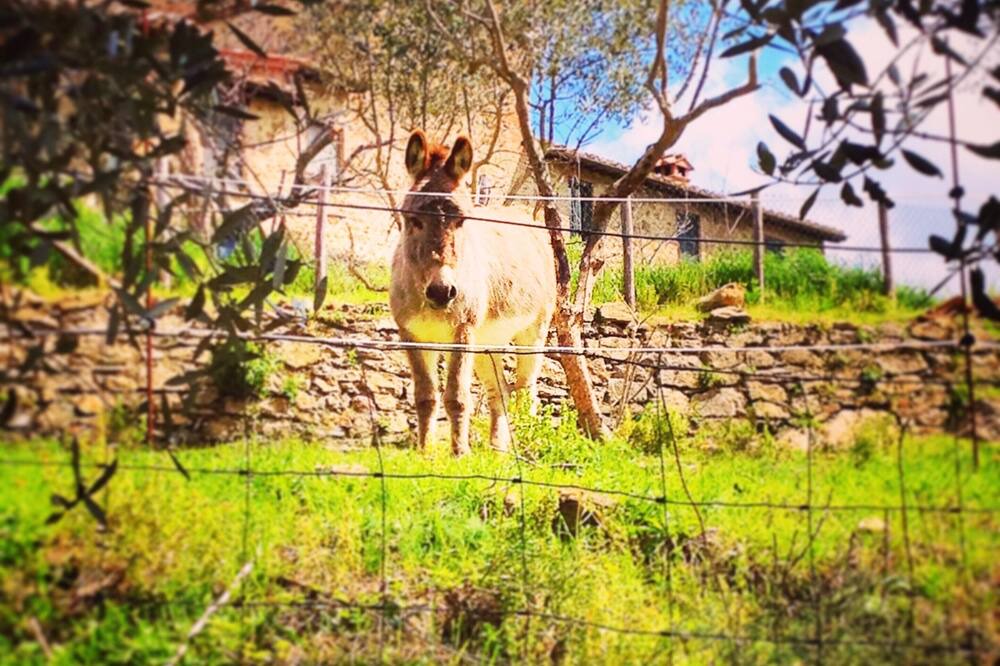 Photo of Others in Marsciano
