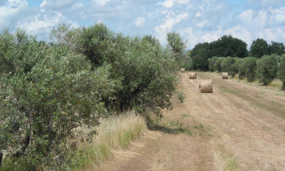 Photo of Outdoor in Monteverdi Marittimo