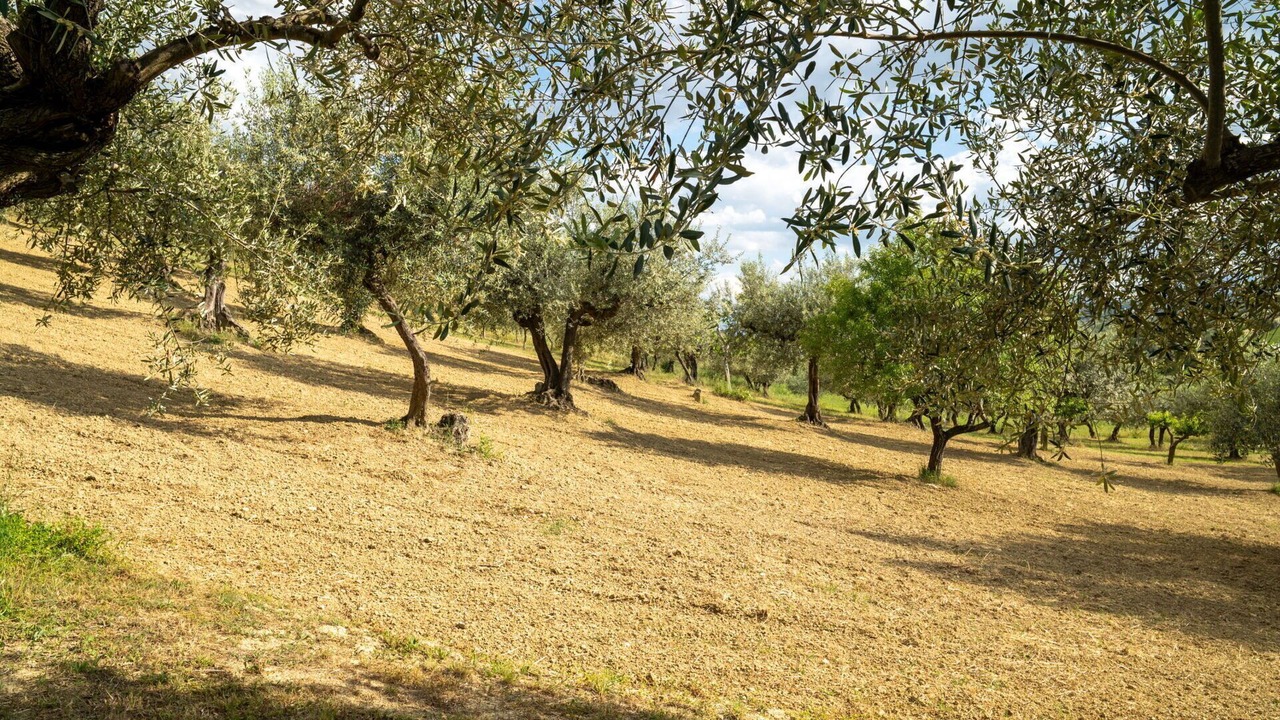 Photo of Others in Collecorvino