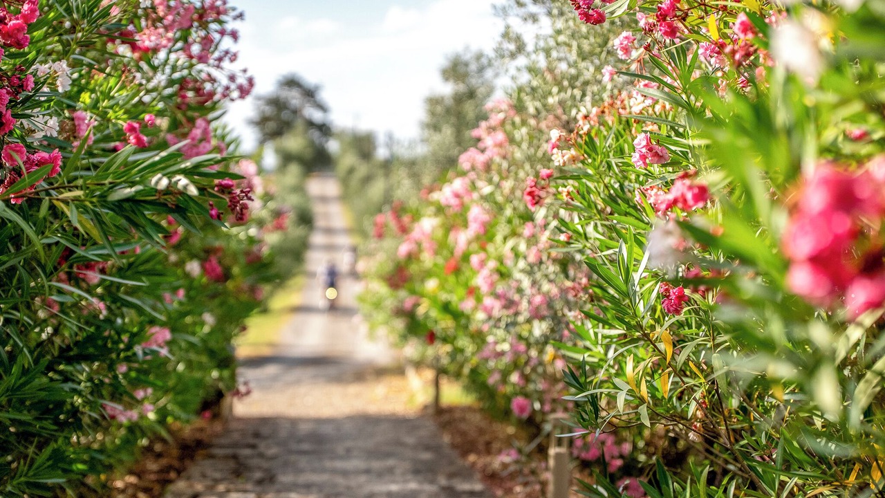 Photo of Outdoor in Castellina in Chianti