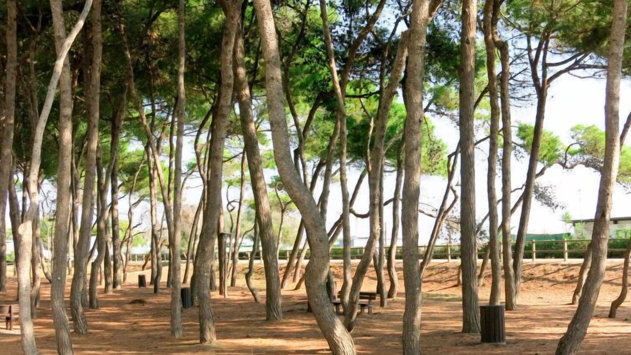 Photo of Outdoor in Alba Adriatica